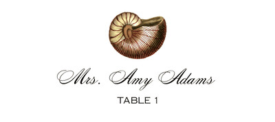 Antique Seashell Collector