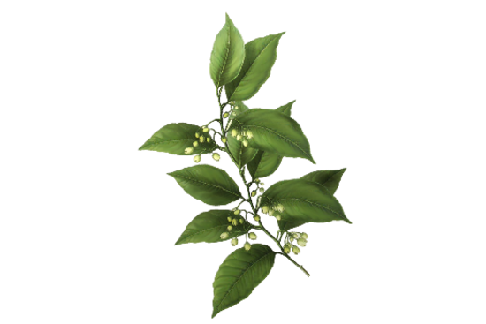 Bay Leaf Spring Flowers, Autumn Leaves, Grapes Wedding Illustration