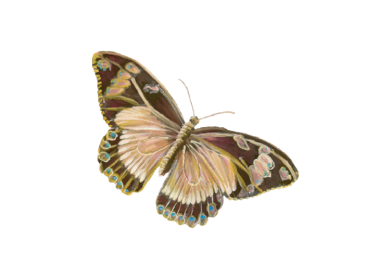 Butterfly Illustration 02 Birds and Butterflies Wedding Illustration