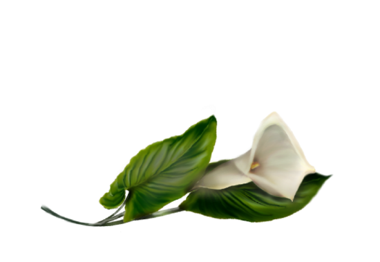 Calla Lily (white) Spring Flowers, Autumn Leaves, Grapes Wedding Illustration