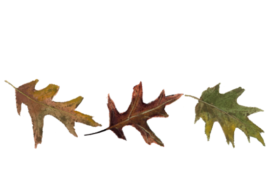 Leaf Pattern 01 Spring Flowers, Autumn Leaves, Grapes Wedding Illustration