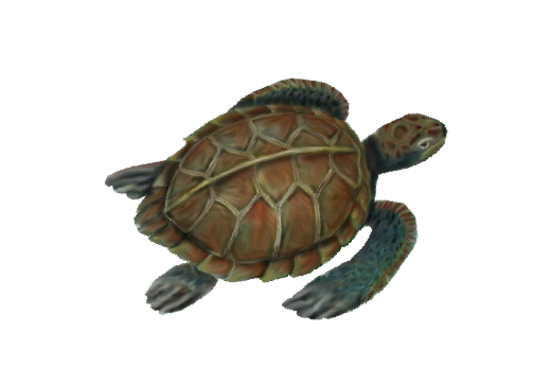 Sea Turtle Seashells, Fish, and Beach Wedding Illustration