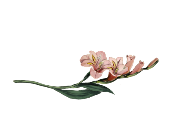 Spring Flowers, Autumn Leaves, Grapes Alstroemeria Artwork