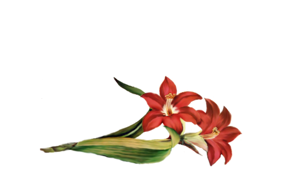 Spring Flowers, Autumn Leaves, Grapes Amaryllis Artwork