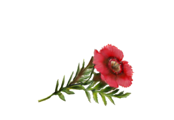 Spring Flowers, Autumn Leaves, Grapes Anemone Artwork