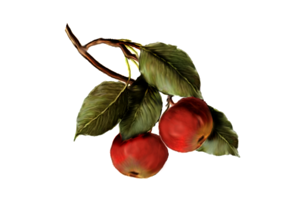 Spring Flowers, Autumn Leaves, Grapes Apples Artwork