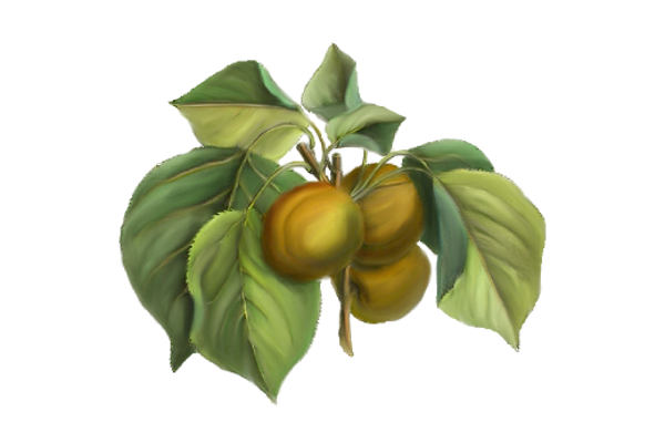 Spring Flowers, Autumn Leaves, Grapes Apricots Artwork