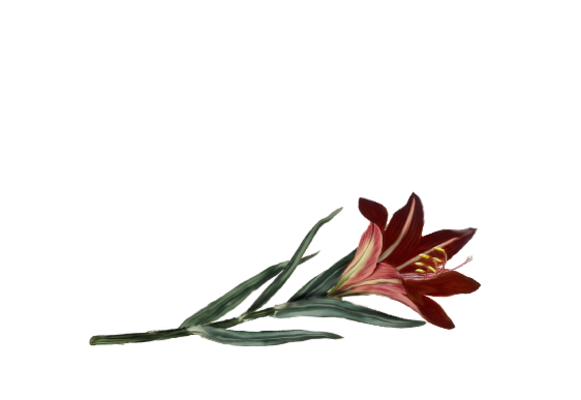 Spring Flowers, Autumn Leaves, Grapes Asiatic Lily Artwork