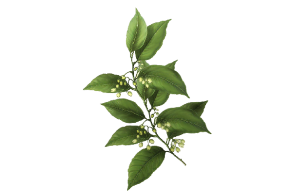 Spring Flowers, Autumn Leaves, Grapes Bay Leaf Artwork