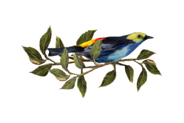 Birds and Butterflies Blue Bird 01 Artwork