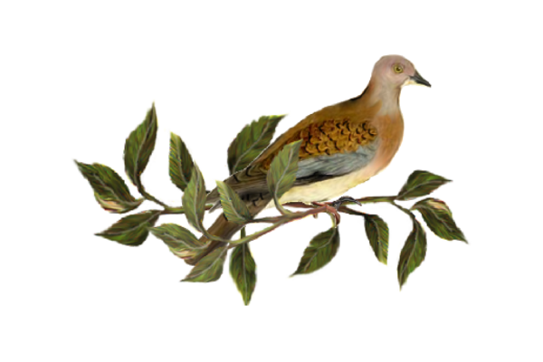 Birds and Butterflies Brown Bird 01 Artwork