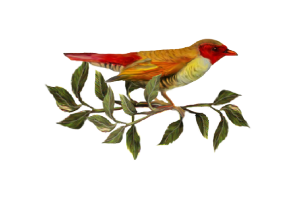 Birds and Butterflies Red Bird 01 Artwork