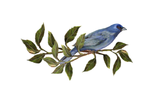 Birds and Butterflies Blue Bird 02 Artwork