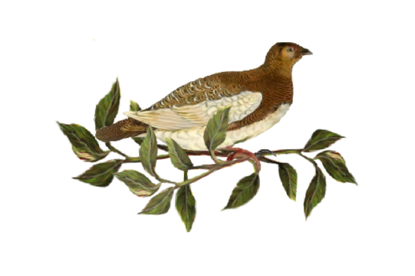 Birds and Butterflies Brown Bird 02 Artwork