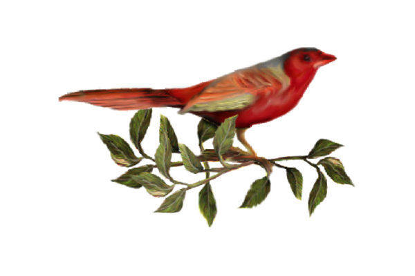 Birds and Butterflies Red Bird 02 Artwork