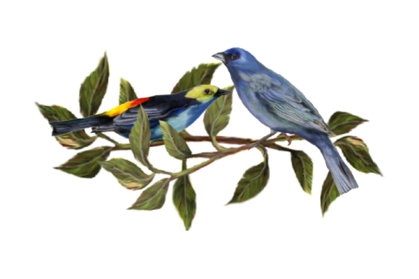 Birds and Butterflies Two Blue Birds Artwork