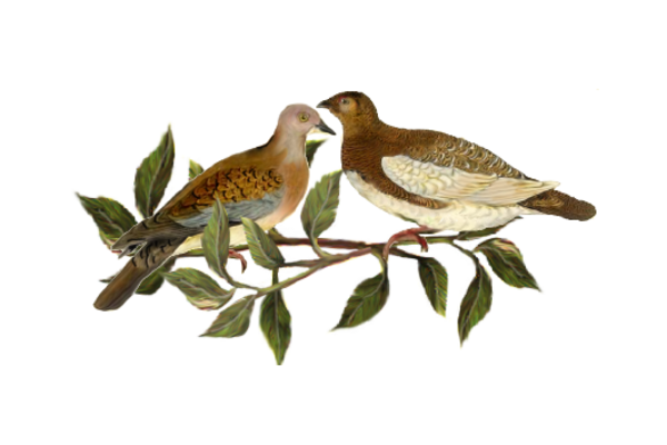 Birds and Butterflies Two Brown Birds Artwork