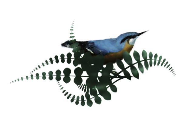Birds and Butterflies Loopie Artwork