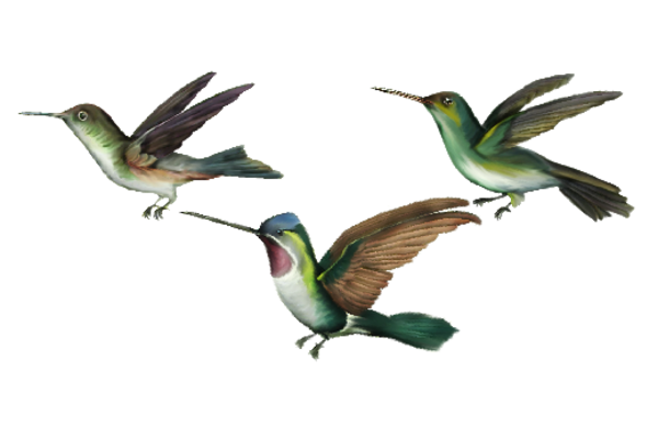 Birds and Butterflies Birds in Flight Artwork