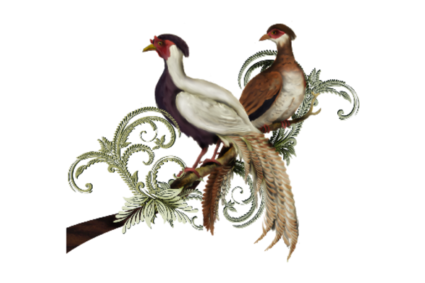 Birds and Butterflies Pepe and Panna Artwork