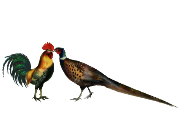 Birds and Butterflies Rooster and Pheasant Artwork