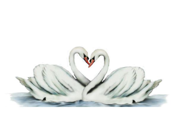 Birds and Butterflies Swans Artwork