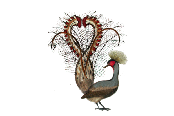 Birds and Butterflies Pheasant Artwork