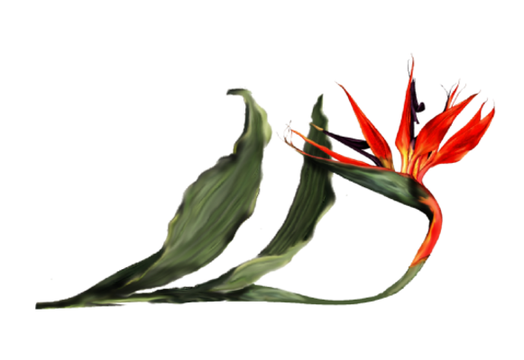 Spring Flowers, Autumn Leaves, Grapes Bird of Paradise Orchid Artwork
