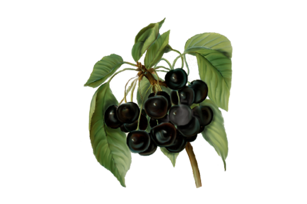 Spring Flowers, Autumn Leaves, Grapes Black Cherries Artwork
