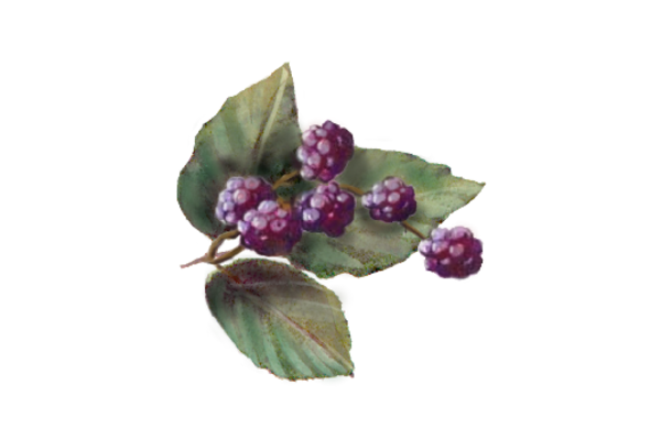 Spring Flowers, Autumn Leaves, Grapes Blackberries 01 Artwork