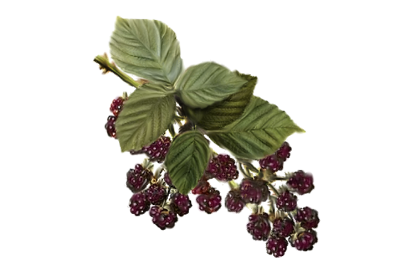 Spring Flowers, Autumn Leaves, Grapes Blackberries 02 Artwork