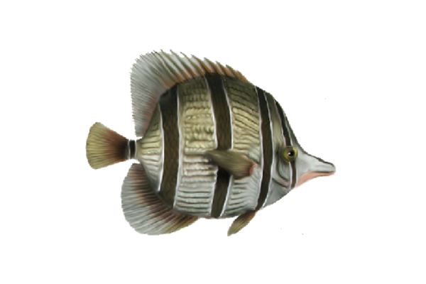 Seashells, Fish, and Beach Bottlenose Artwork