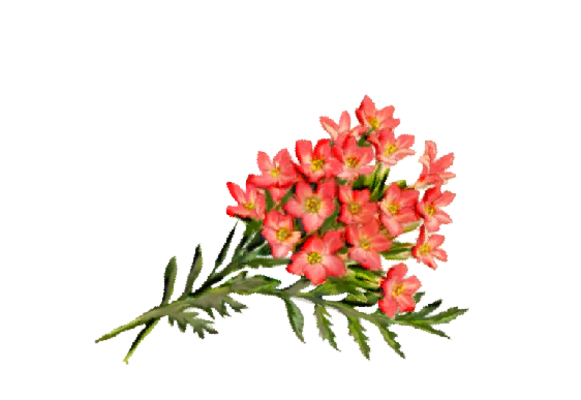 Spring Flowers, Autumn Leaves, Grapes Bouvardia Artwork