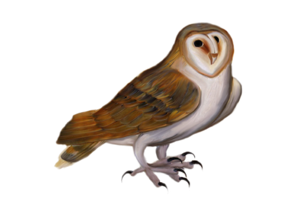 Birds and Butterflies Brown Owl 01 Artwork