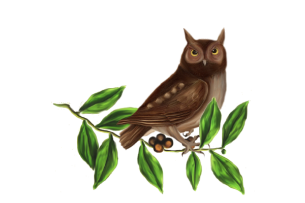 Birds and Butterflies Brown Owl 02 Artwork