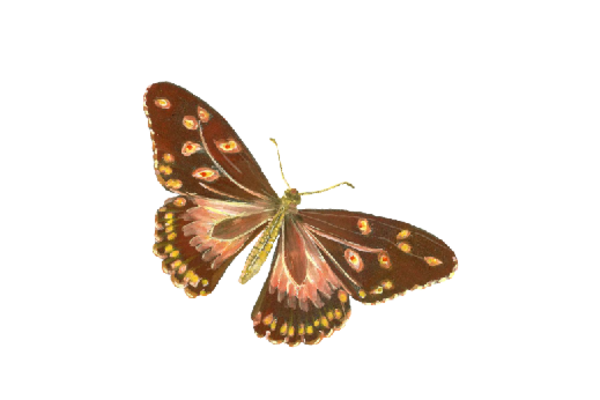 Birds and Butterflies Butterfly Illustration 01 Artwork