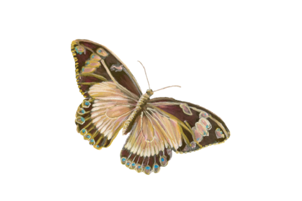 Birds and Butterflies Butterfly Illustration 02 Artwork