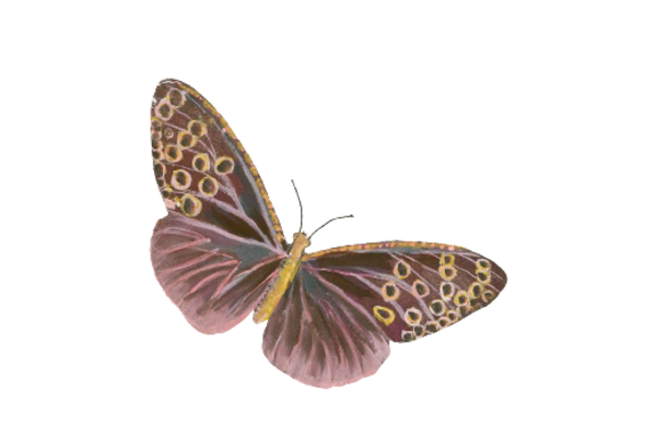 Birds and Butterflies Butterfly Illustration 03 Artwork