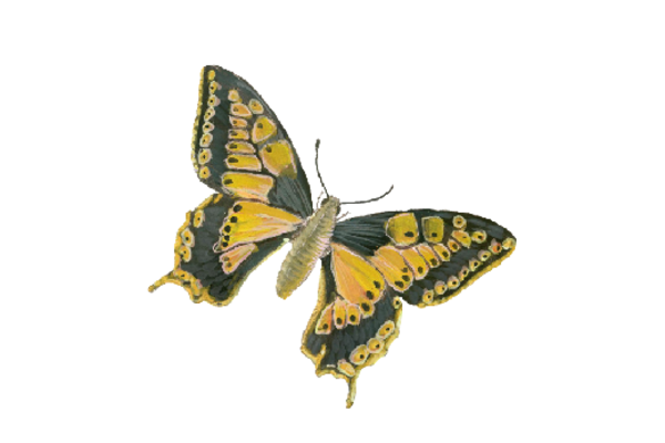 Birds and Butterflies Butterfly Illustration 04 Artwork