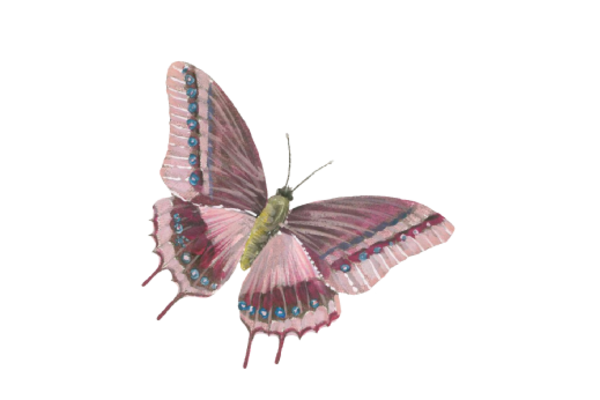Birds and Butterflies Butterfly Illustration 05 Artwork