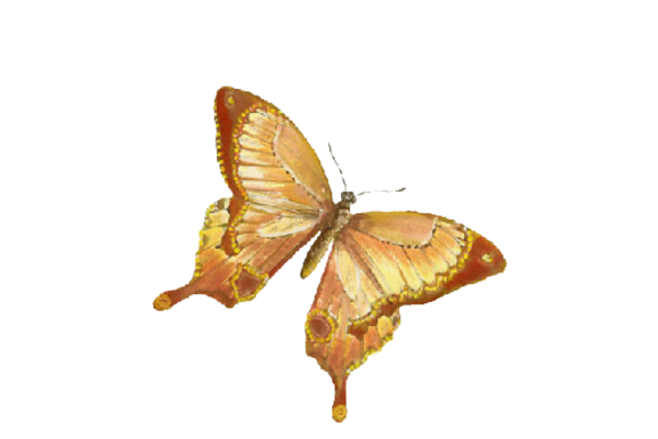 Birds and Butterflies Butterfly Illustration 06 Artwork