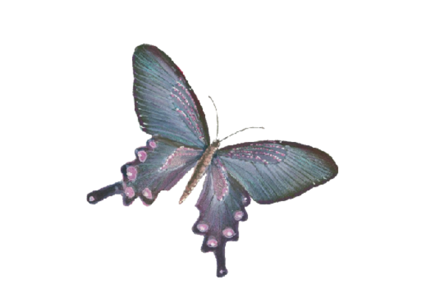 Birds and Butterflies Butterfly Illustration 07 Artwork
