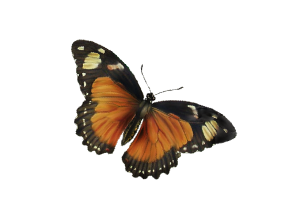 Birds and Butterflies Butterfly Illustration 08 Artwork