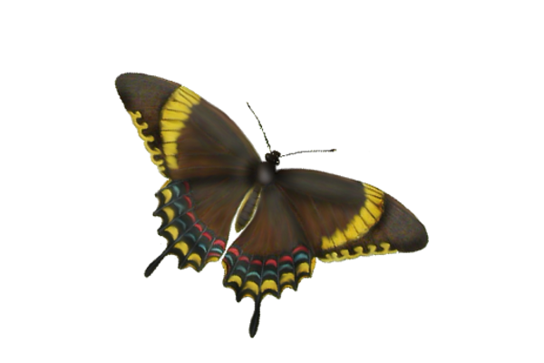 Birds and Butterflies Butterfly Illustration 09 Artwork