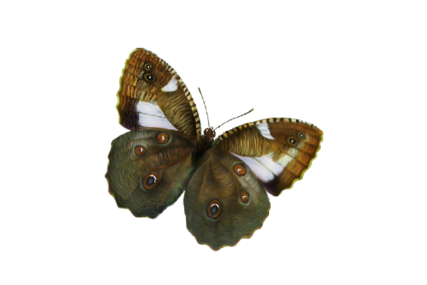 Birds and Butterflies Butterfly Illustration 10 Artwork