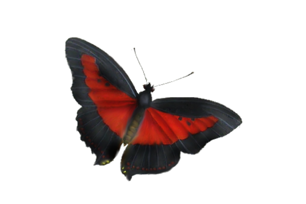 Birds and Butterflies Butterfly Illustration 11 Artwork