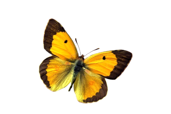 Birds and Butterflies Butterfly Illustration 12 Artwork