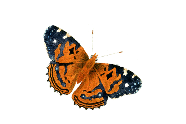 Birds and Butterflies Butterfly Illustration 13 Artwork