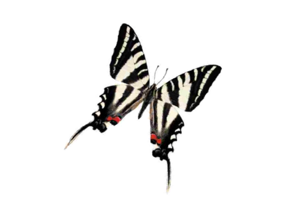 Birds and Butterflies Butterfly Illustration 14 Artwork