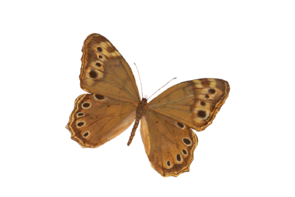 Birds and Butterflies Butterfly Illustration 15 Artwork
